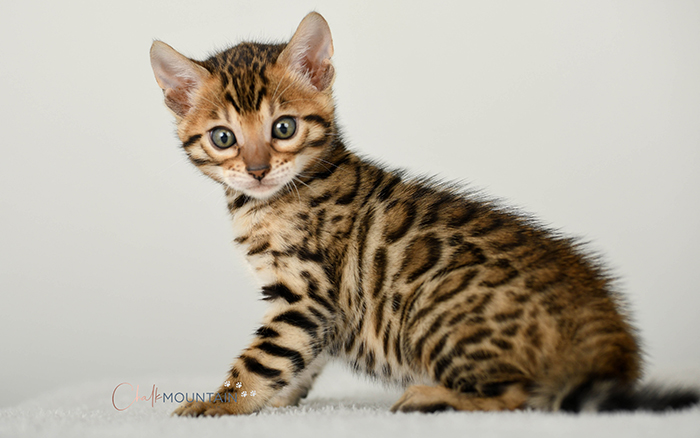 Bengal kitten for sale